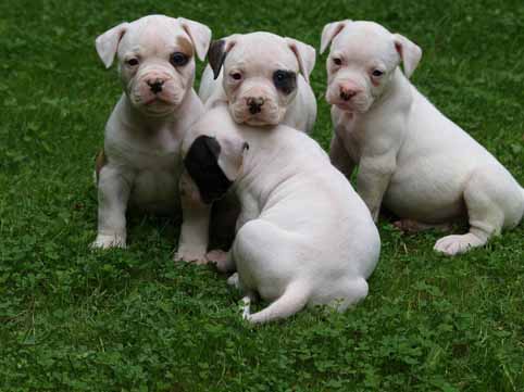 American bulldog pup